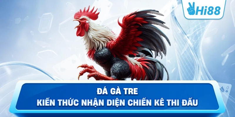 Đá Gà Tre Kiến Thức Nhận Diện Chiến Kê Thi Đấu